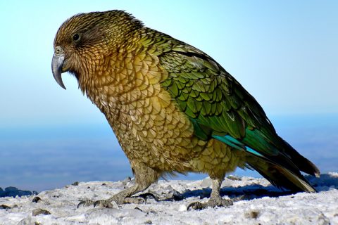 kea Nuova Zelanda