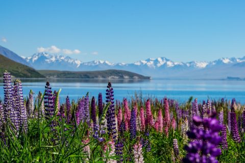 Nuova Zelanda Tekapo