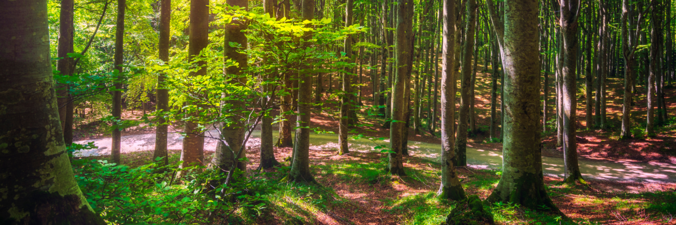 LA VIA DI ROMUALDO E FRANCESCO – DA CAMALDOLI A LA VERNA E RITORNO ( Parco delle Foreste Casentinesi, Arezzo)