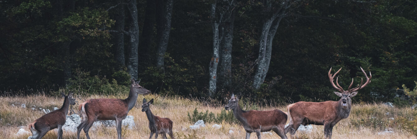 IL BRAMITO E GLI EREMI. Trekking naturalistico nel Parco Nazionale della Majella (Abruzzo)