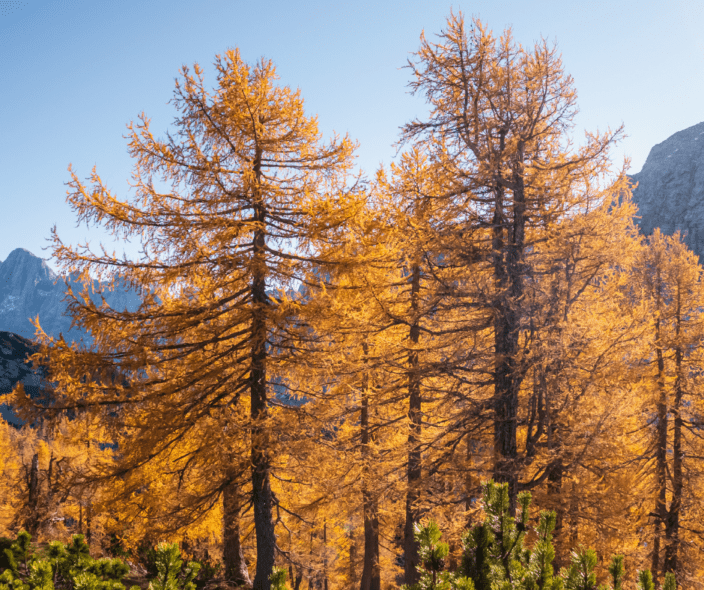 Viaggio Trekking Dolomiti 2024